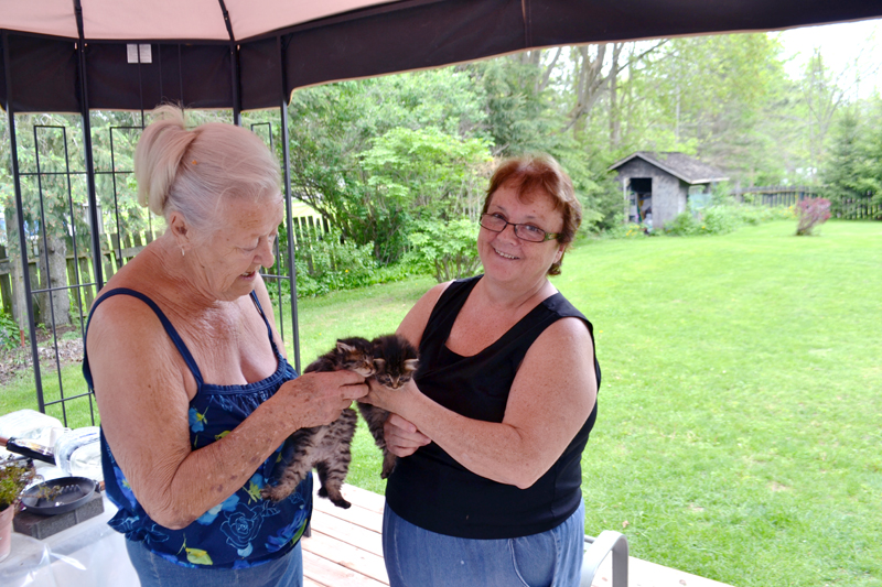 The feral cat takeover in rural SD&G