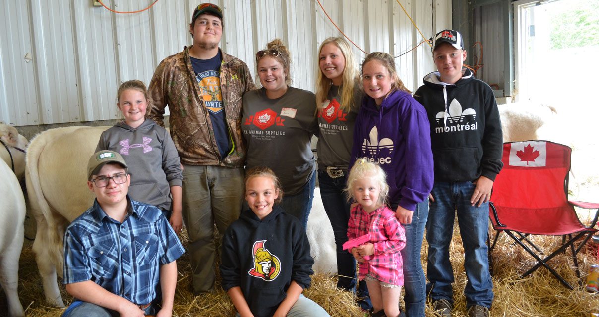 4-H Stock Show in Metcalfe