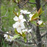 Russell Township’s flowering tree?