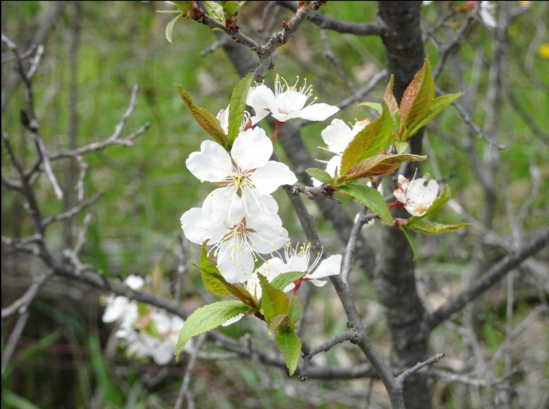 Russell Township’s flowering tree?