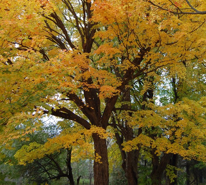 SDG County Council approves names and signs for seven new public forest areas