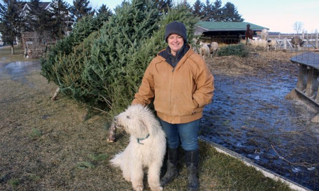 Christmas treats for our animal friends