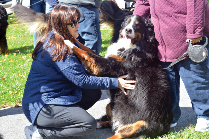 A fall walk in Winchester with furry friends