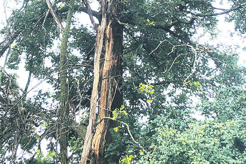 Summer lightning storm kills twenty-nine cattle in Mountain