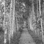 The road less travelled