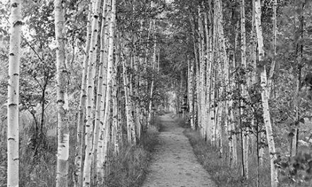 The road less travelled