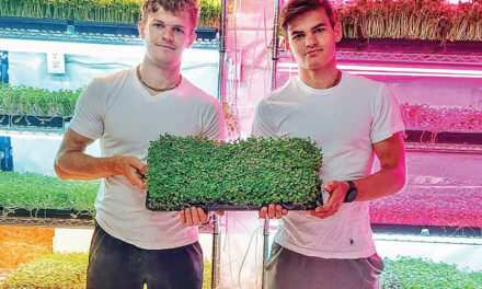 Golokal Microgreens – adding flavour and colour to your diet