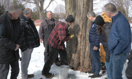 First tapping at Stanley’s Olde Maple Lane Farm means it must be spring