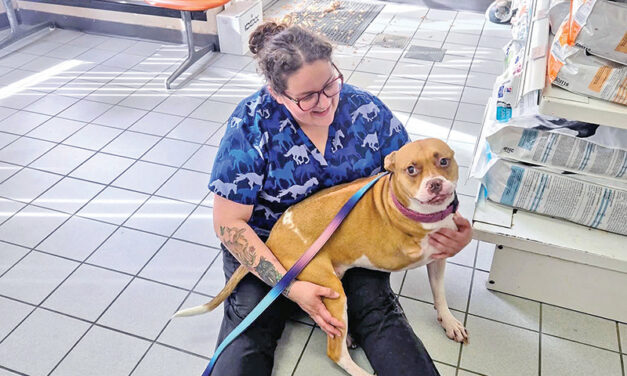 Alyssa’s Mobile Pet Care