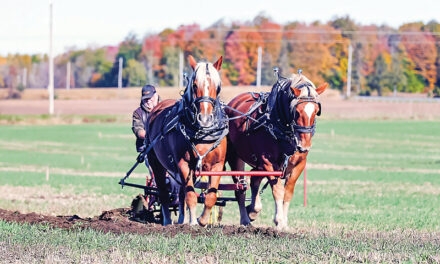 Almost perfect conditions for the Stormont County Plowing Match