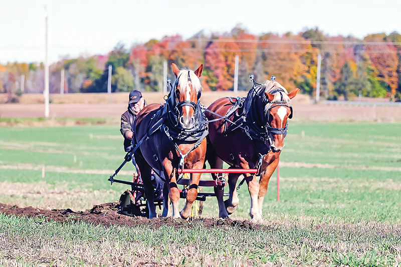 Almost perfect conditions for the Stormont County Plowing Match